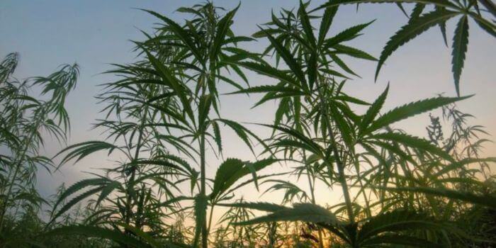 Top 3 Industry Risks for Cannabis Companies